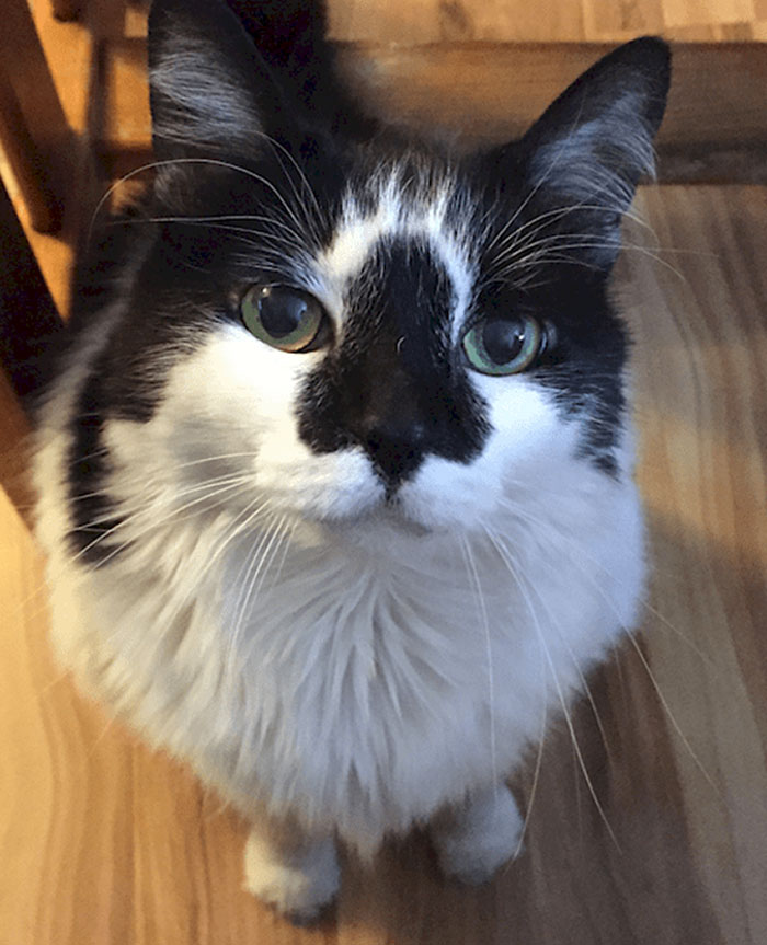 My Cat's Fur Pattern On His Nose Is In The Shape Of A Human Nose
