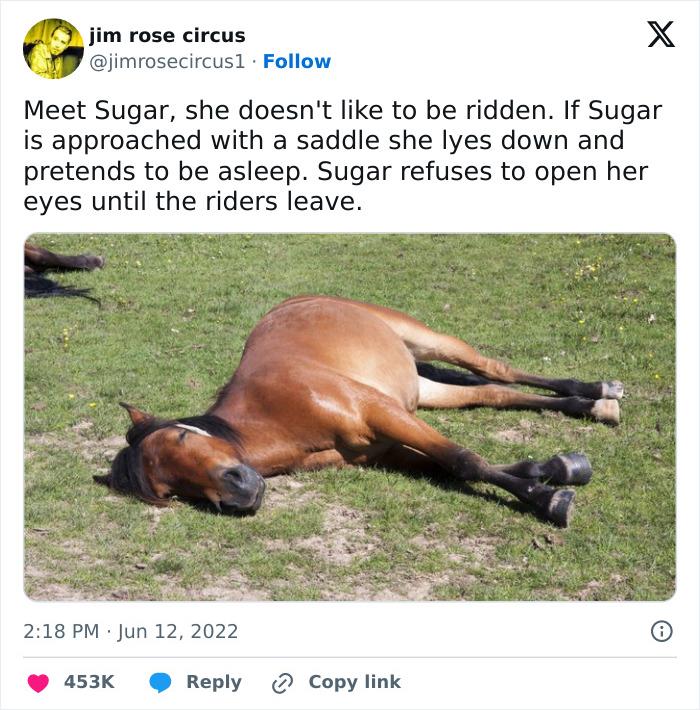 Made-In-Poor-Taste-Funny-Jokes