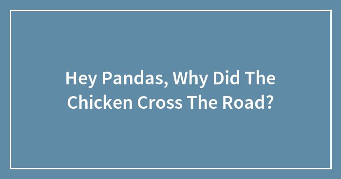 Hey Pandas, Why Did The Chicken Cross The Road?