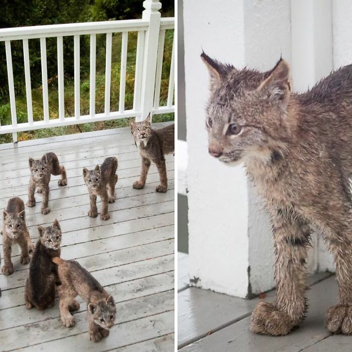 Man Woke Up To Strange Noise And He Discovered Lynx Family At His Doorstep
