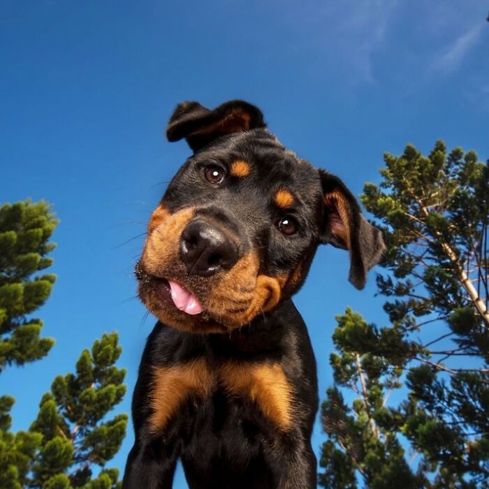 18 Dogs With Adorable Head-Tilting Skills