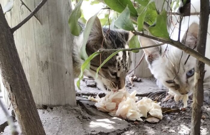 Raising Cheeky And Frankie (11 Pics)