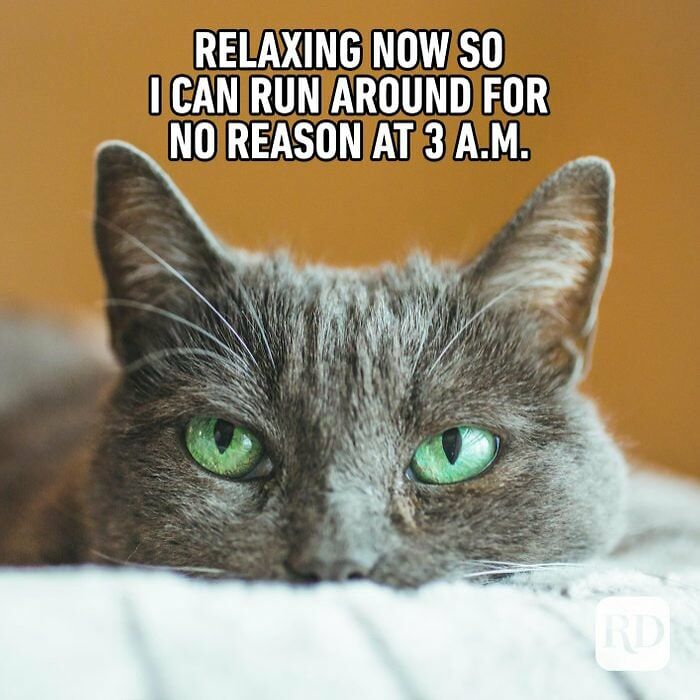 I Found The 14 Funniest Lolcat Memes