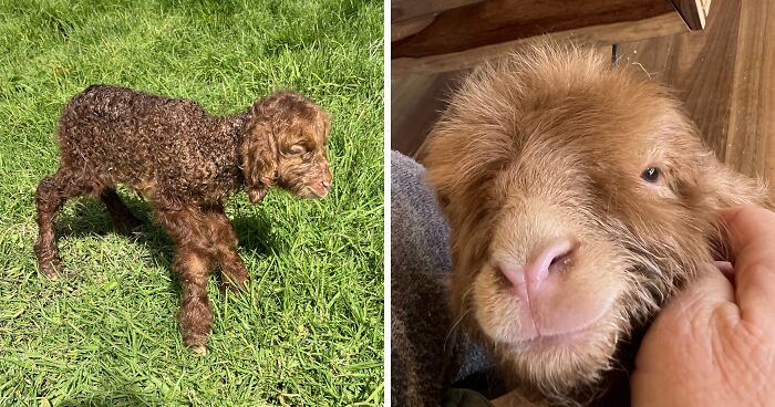 My Journey Of Hand-Rearing An Abandoned Lamb; Here Are The First Six Days