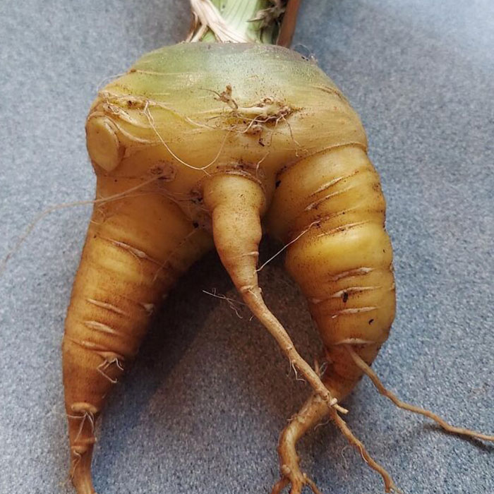 Hey Pandas, Post Pics Of Your Funny Veggies (Closed)