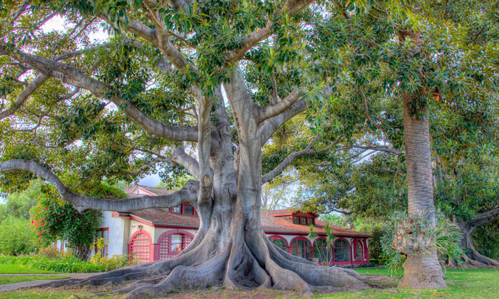 Person Maliciously Complies With Annoying Neighbor Who Kept Asking Them To Cut Down His Tree