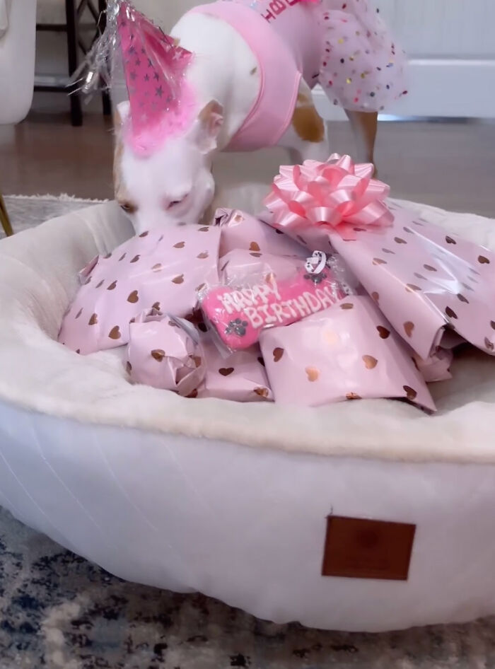 Guy Never Wanted A Dog, Now He Goes All Out For Their Birthday Pawties