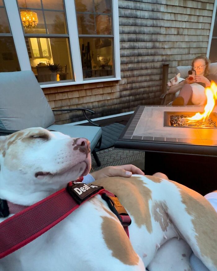 Guy Never Wanted A Dog, Now He Goes All Out For Their Birthday Pawties