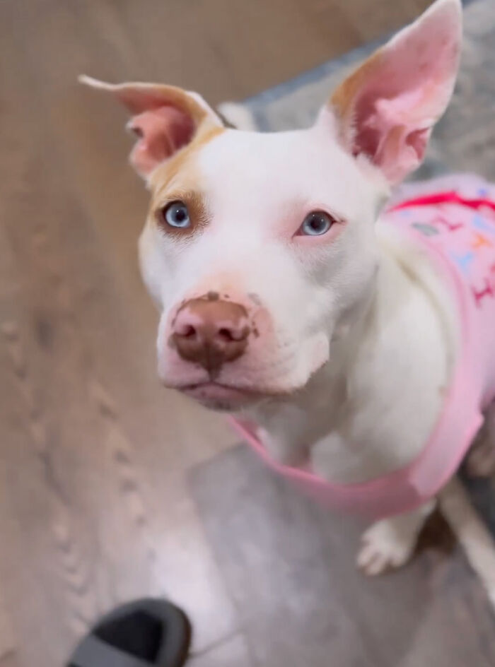 Guy Never Wanted A Dog, Now He Goes All Out For Their Birthday Pawties