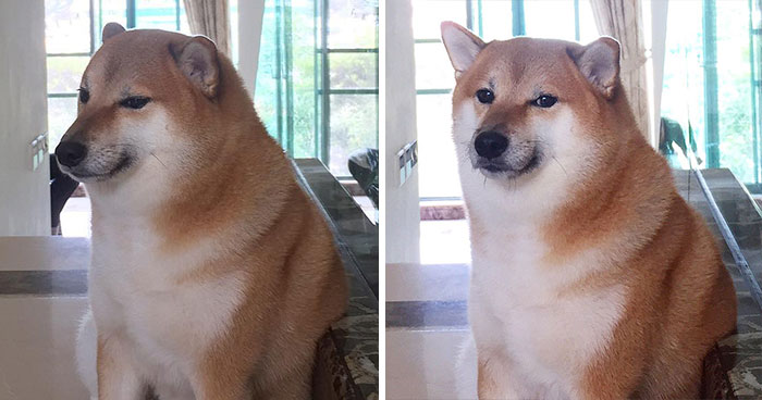 The Internet Is Devastated After ‘Doge’ Meme Star, Cheems, Passes Away After Undergoing Surgery