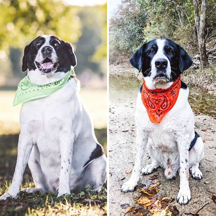 Before And After From Cow's Weight Loss Journey