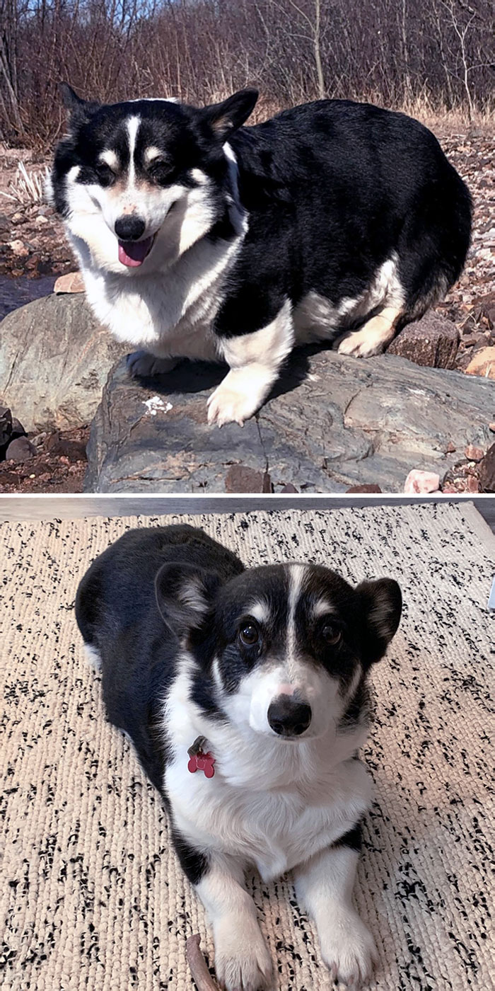 I Can't Believe I've Lost Over 12 Lbs. I Used To Have Trouble Getting Up Off The Floor But Now I Can Run Down The Stairs And Jump Off The Couch Without Even Thinking About It