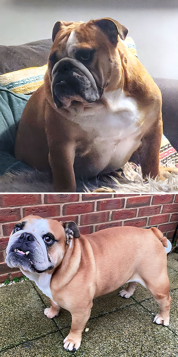 Look How Much Of A Good Boy I've Been Eating My Vegetables And Being More Active. Got A 'Lil Chubby And Now I'm Bouncing Around Like A Puppy Again. 6 Kg Lost