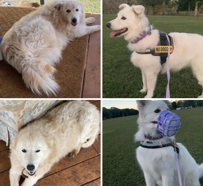 Almost To Goal Weight: 32 Kg (70.5 Lbs) To 25.5k G (56.2 Lbs) In 6 Months. That’s 6.5 Kg (14.3 Lbs) Total (Around 25% Of Her Current Body Weight)