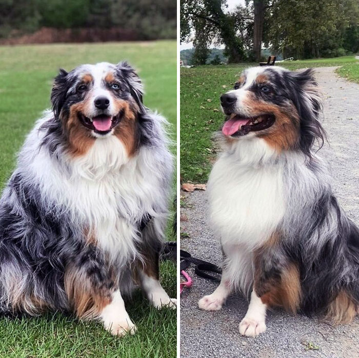 When We Got Buddy He Was 53 Lbs. Today He Is Just Around 32 Lbs