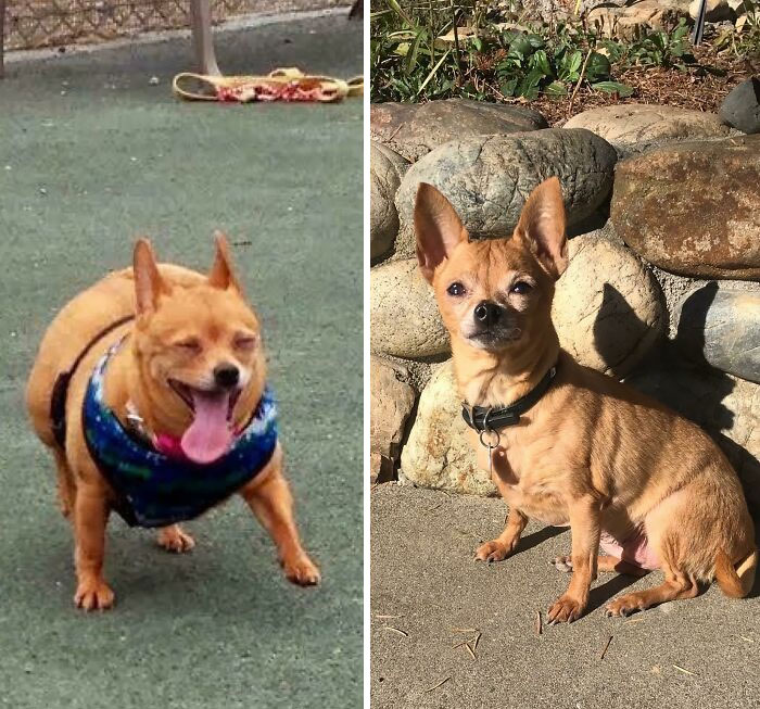 Chimichanga's Weight Loss