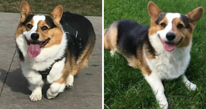 This Was Winston A Few Years Ago And Makes Me Cringe Everytime. So Glad We Are At A Much Healthier Weight Now