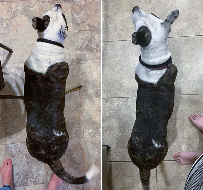 Rescued Pitbull From Around 70 Lbs To 50 Lbs