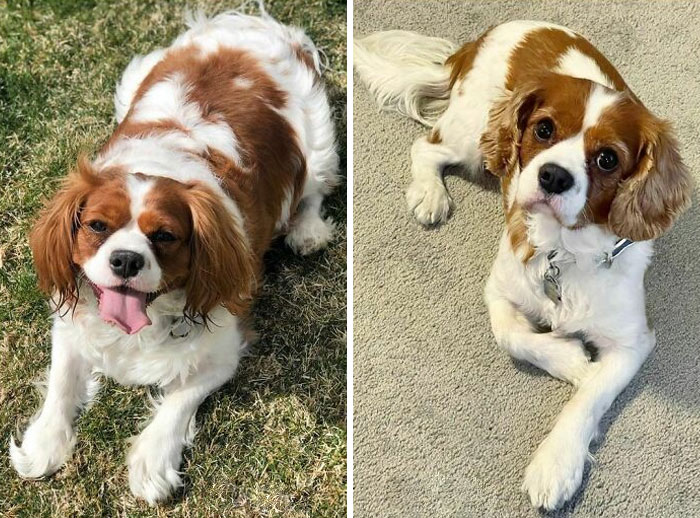 We Overindulged Him So Much That He Got To 46 Pounds. Now, He Is 25 Pounds. Emmett Truly Is My Weight Loss Buddy