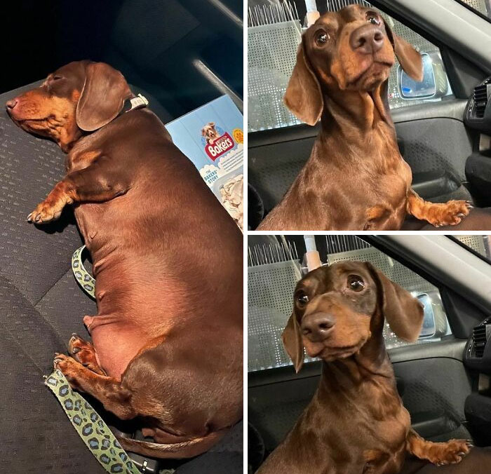 Weight Loss Since Being Adopted