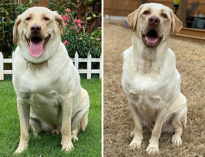 My Hooman Says I’m Not At My Goal Yet But I Made A Ton Of Progress In Less Than A Year! A Couple More Pounds To Go