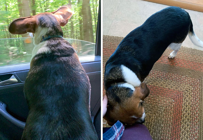 Bristol Is 30 Lbs Now. She Has Lost 11 Lbs