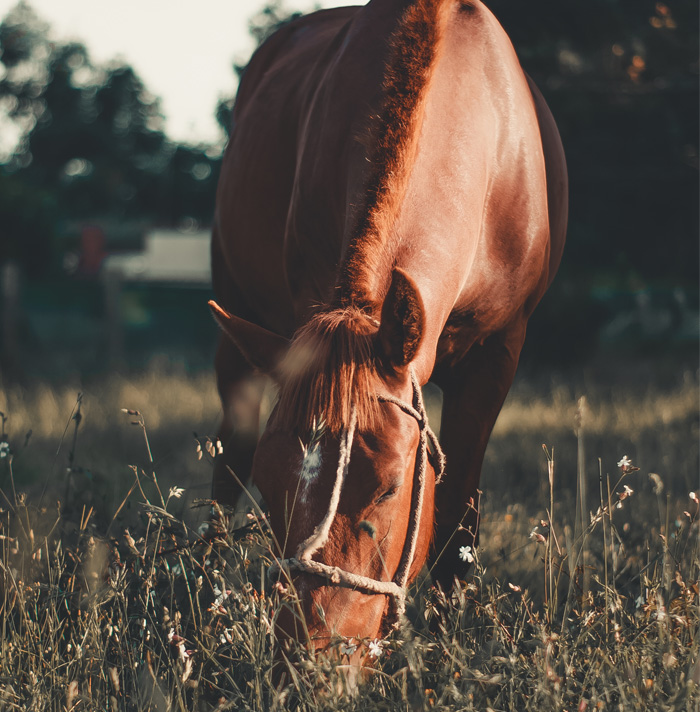 54 Facts About Horses That Shed Some Light On These Majestic Animals