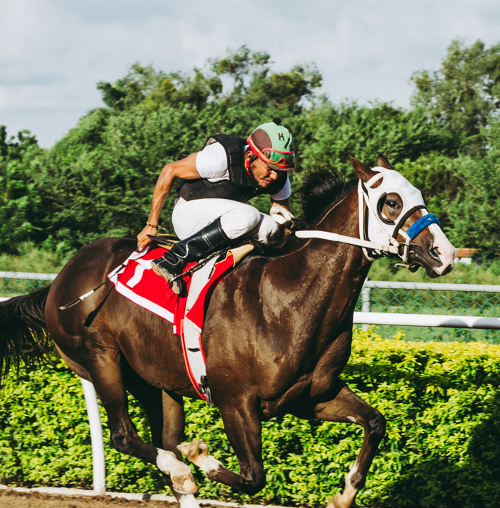 54 Facts About Horses That Shed Some Light On These Majestic Animals