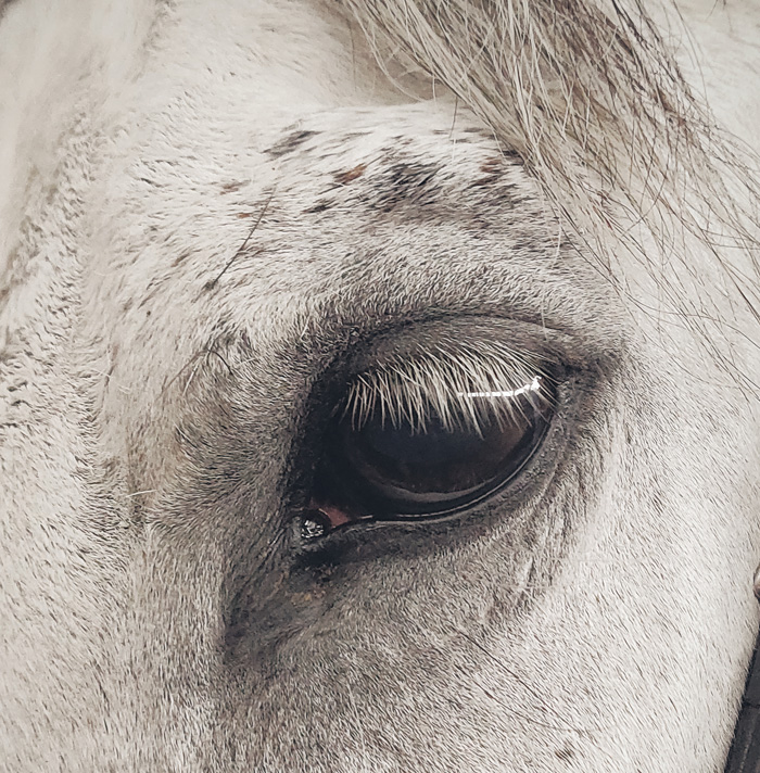 54 Facts About Horses That Shed Some Light On These Majestic Animals