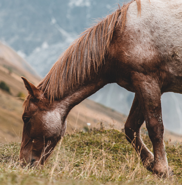 54 Facts About Horses That Shed Some Light On These Majestic Animals