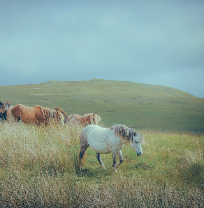 54 Facts About Horses That Shed Some Light On These Majestic Animals