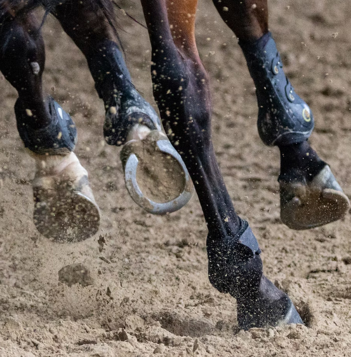 54 Facts About Horses That Shed Some Light On These Majestic Animals