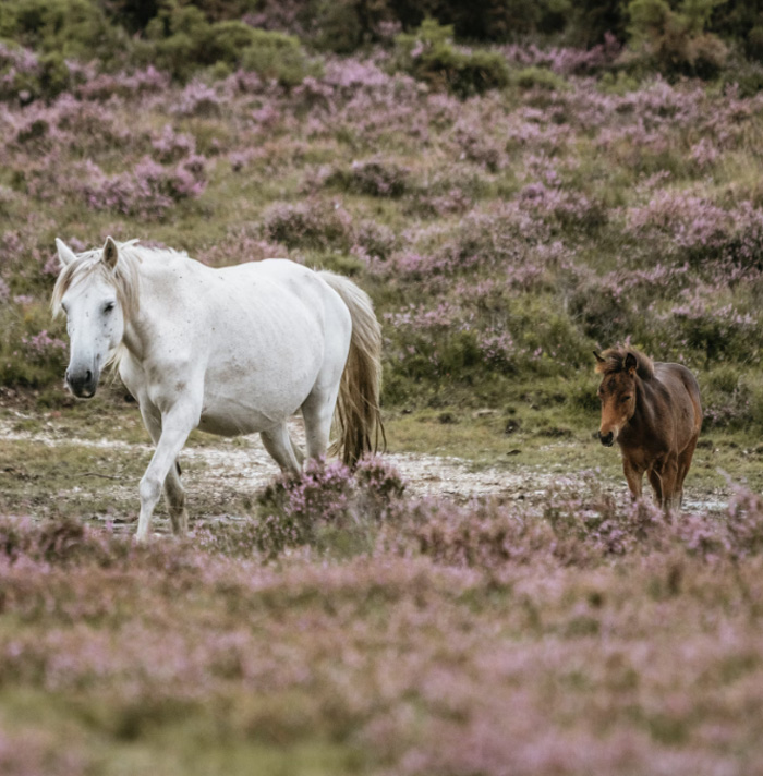 54 Facts About Horses That Shed Some Light On These Majestic Animals