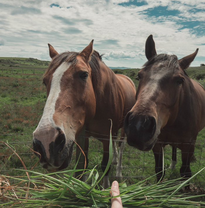 54 Facts About Horses That Shed Some Light On These Majestic Animals