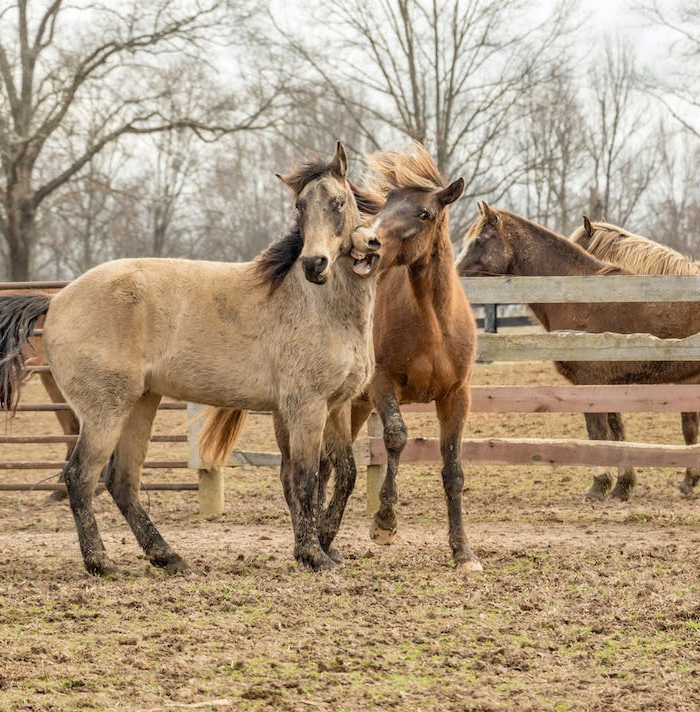 54 Facts About Horses That Shed Some Light On These Majestic Animals