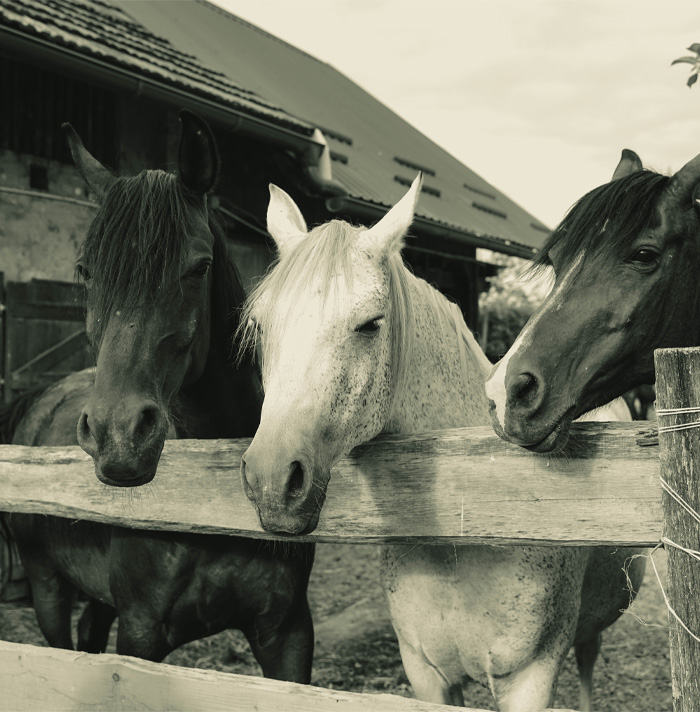 54 Facts About Horses That Shed Some Light On These Majestic Animals
