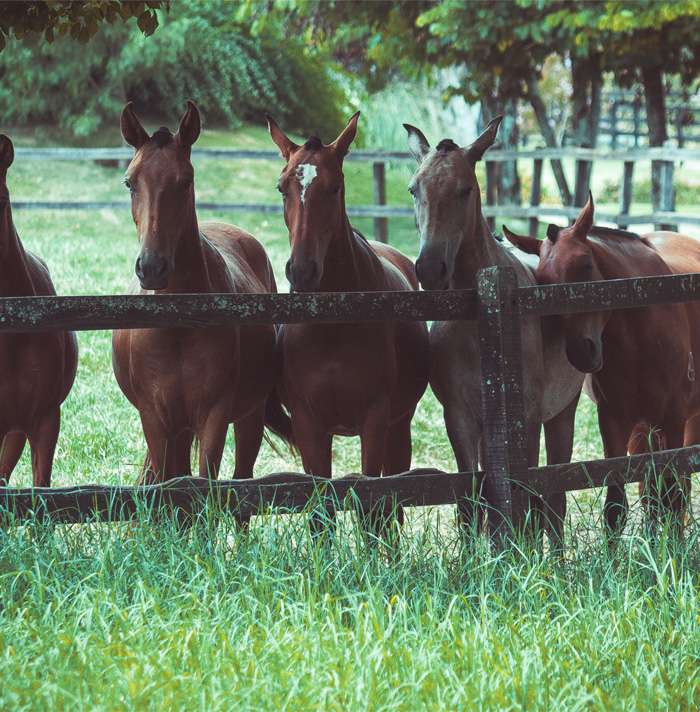 54 Facts About Horses That Shed Some Light On These Majestic Animals