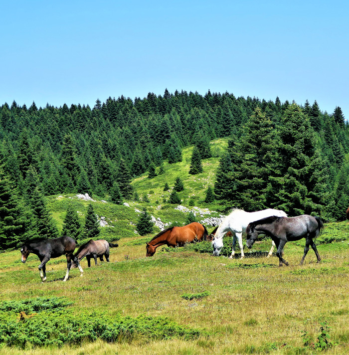 54 Facts About Horses That Shed Some Light On These Majestic Animals