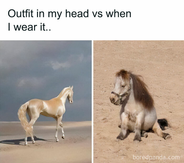 Two horses: a majestic one and a small, funny pony, illustrating life's humorous expectations vs. reality.