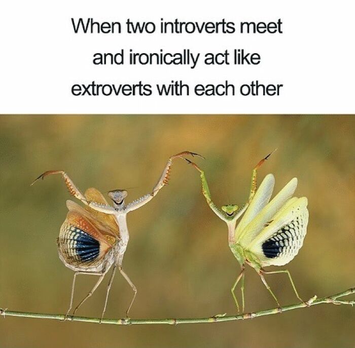 Two mantises pose humorously, capturing relatable friendship meme vibes, illustrating introverts acting extroverted.