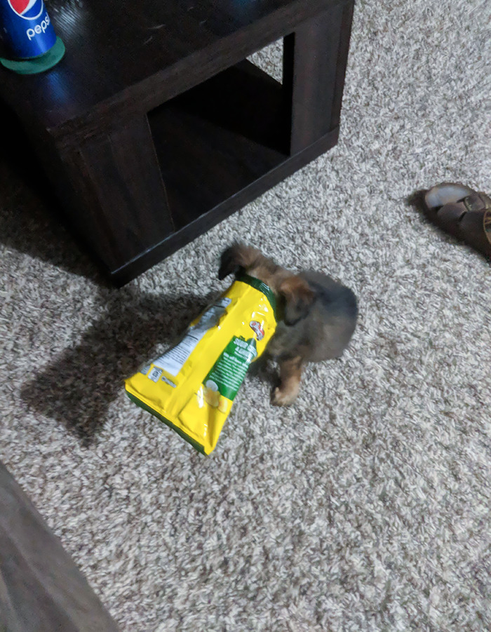 Came Into The Room To My Puppy Just Sitting Completely Still With His Head Stuck