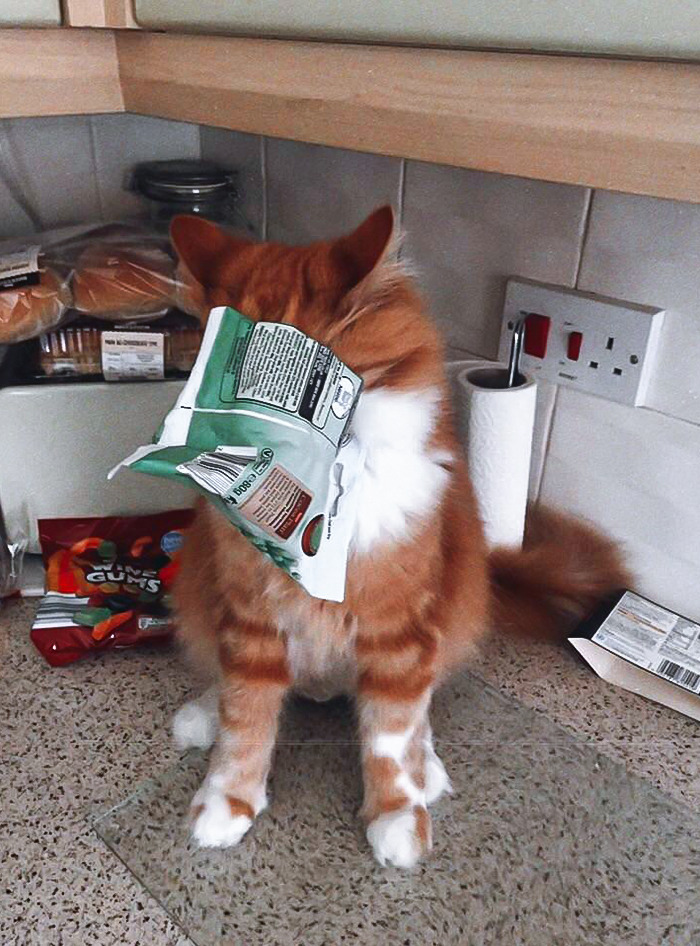 My Oldest Boy Got His Head Stuck, Serves Him Right