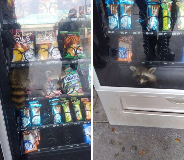 This Gentleman Was Apprehended Today While Committing A Burglary Of A Vending Machine At Pine Ridge High School