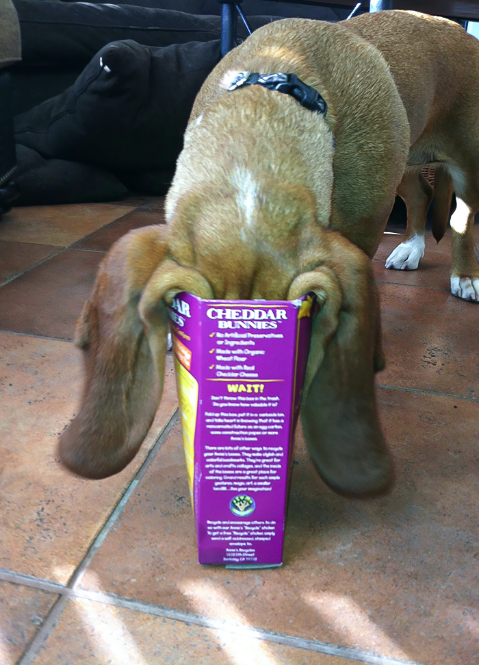 She Got Her Head Stuck