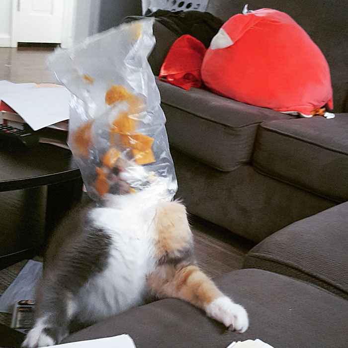 This Dummy Got Her Head Stuck In A Bag Of Cheese-Its