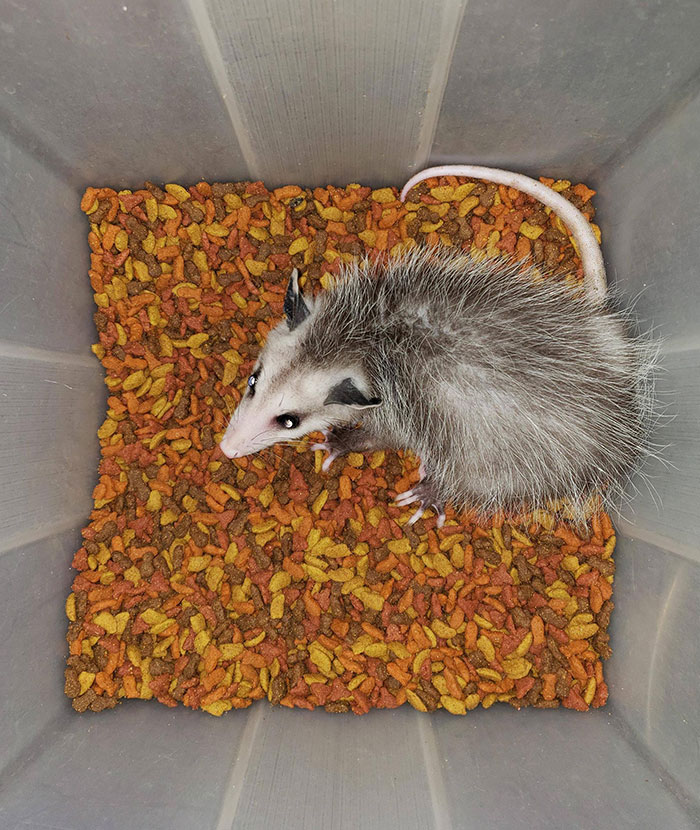 He Fell Into Our Cat Food Bin And Couldn't Get Out