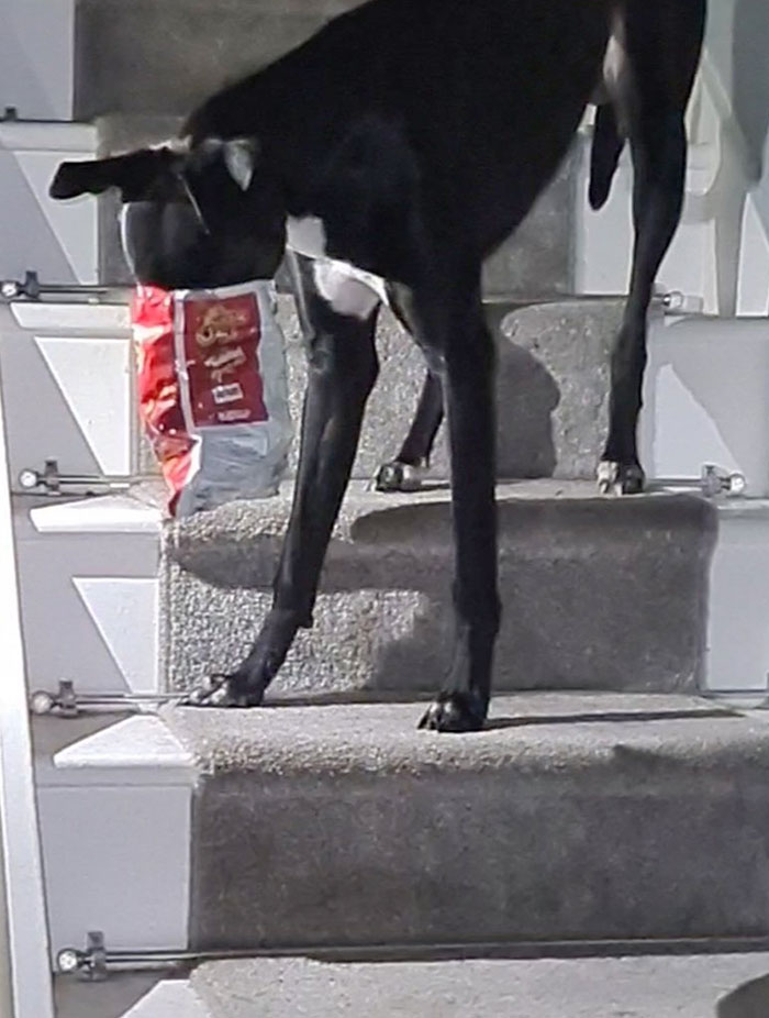 Got My Head Stuck In An Empty Packet Of Flaming Hot Cheetos