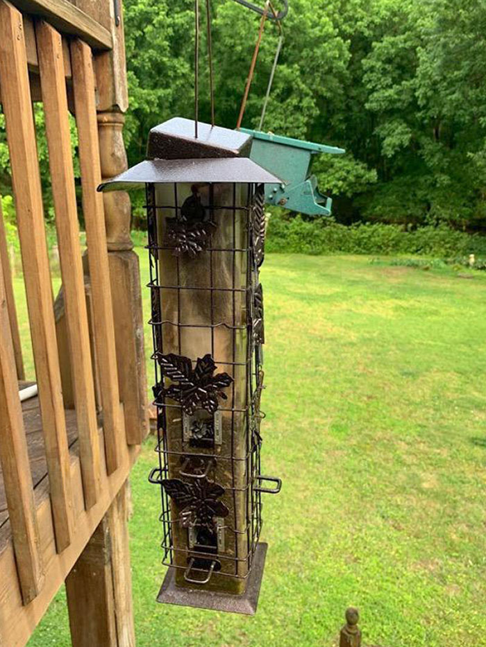 A Squirrel Got Stuck In My Bird Feeder Upside Down. I Set It Free