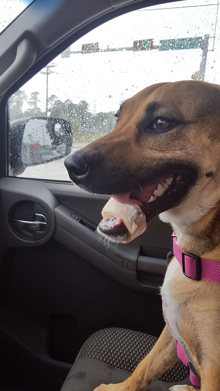 This Jerk Got A Bone Stuck On Her Jaw Yesterday. Vet Had To Cut It Off