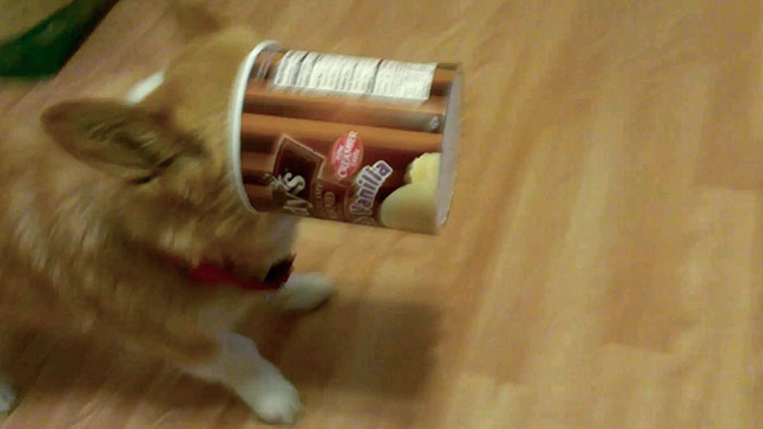 Callie Stuck In An Tub Of Ice Cream